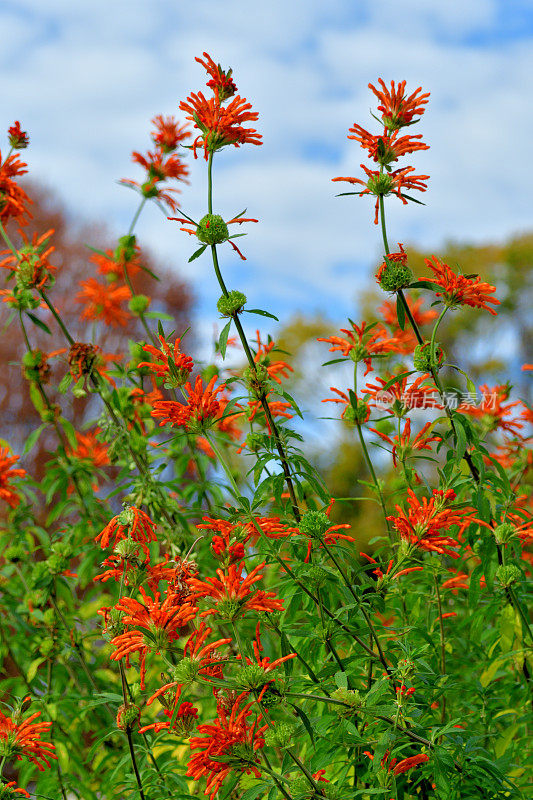 Leonotis Leonurus /狮子的尾巴:耀眼的橙色花朵